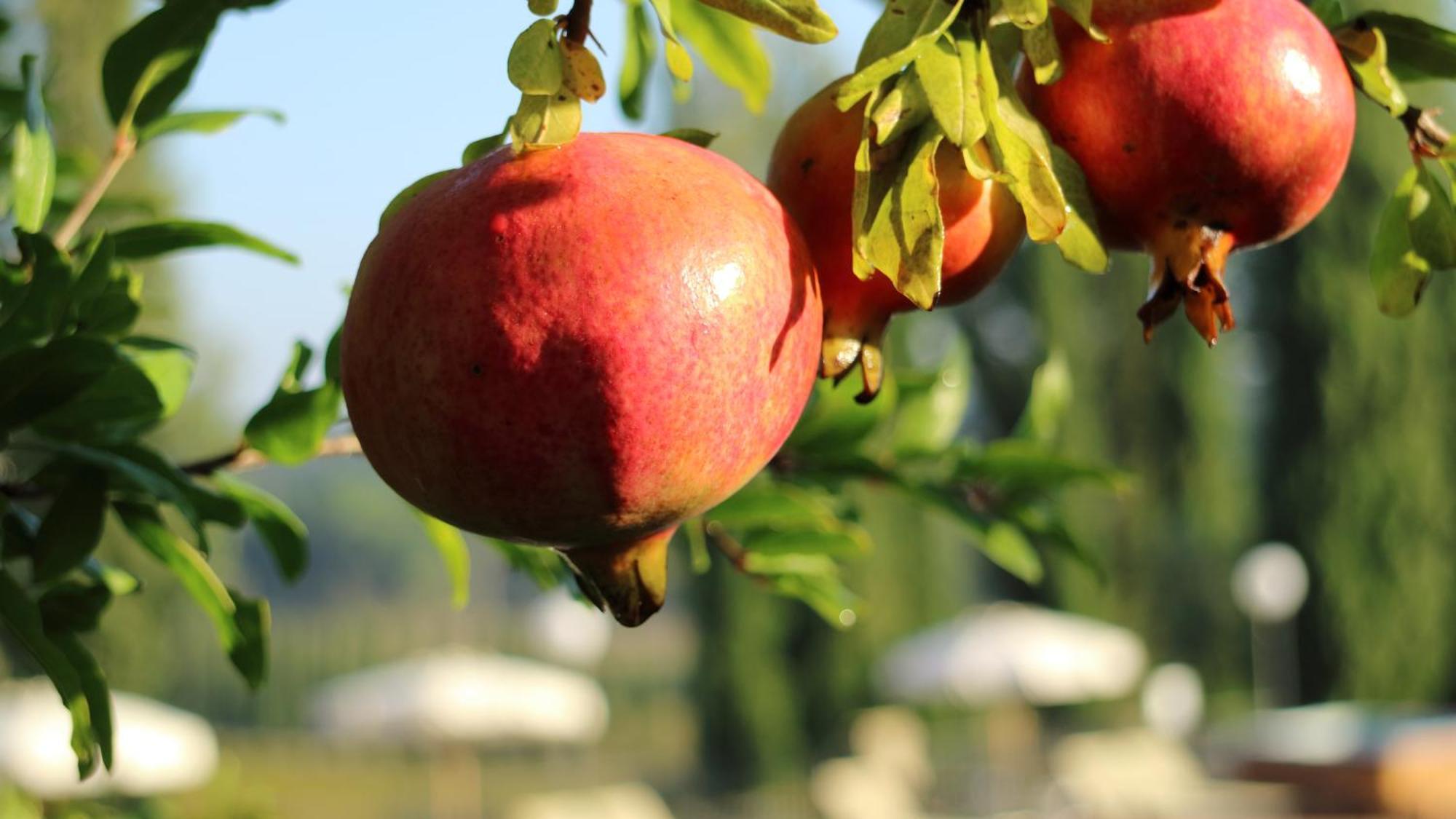 סרטאנו Agriturismo La Sovana מראה חיצוני תמונה